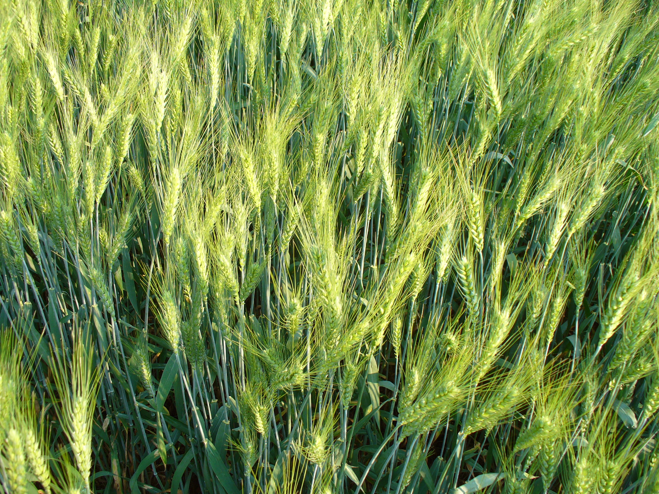 Hvede nærbillede.JPG