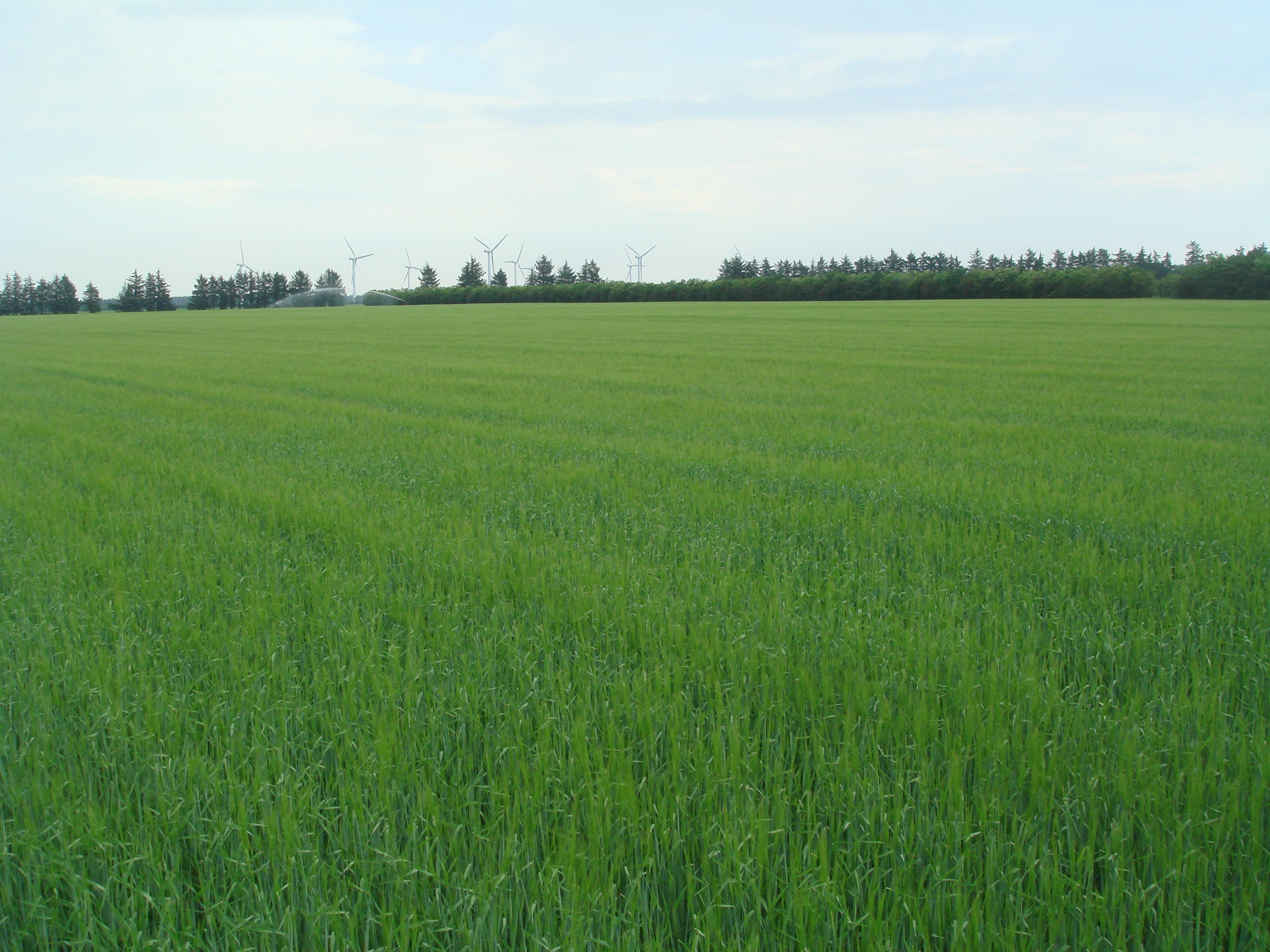 vårbyg skridning 2.JPG