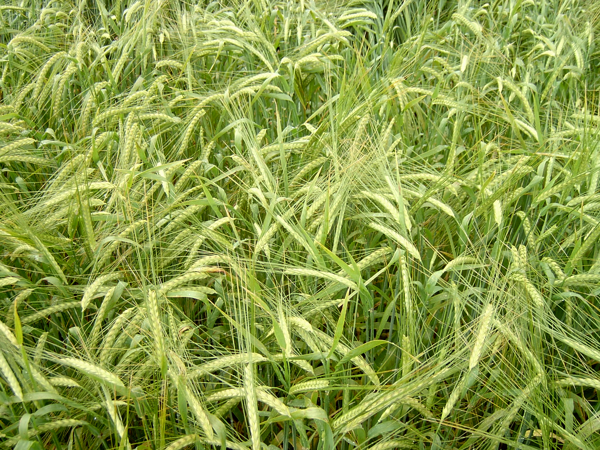 Kraftig vårbyg 1.JPG