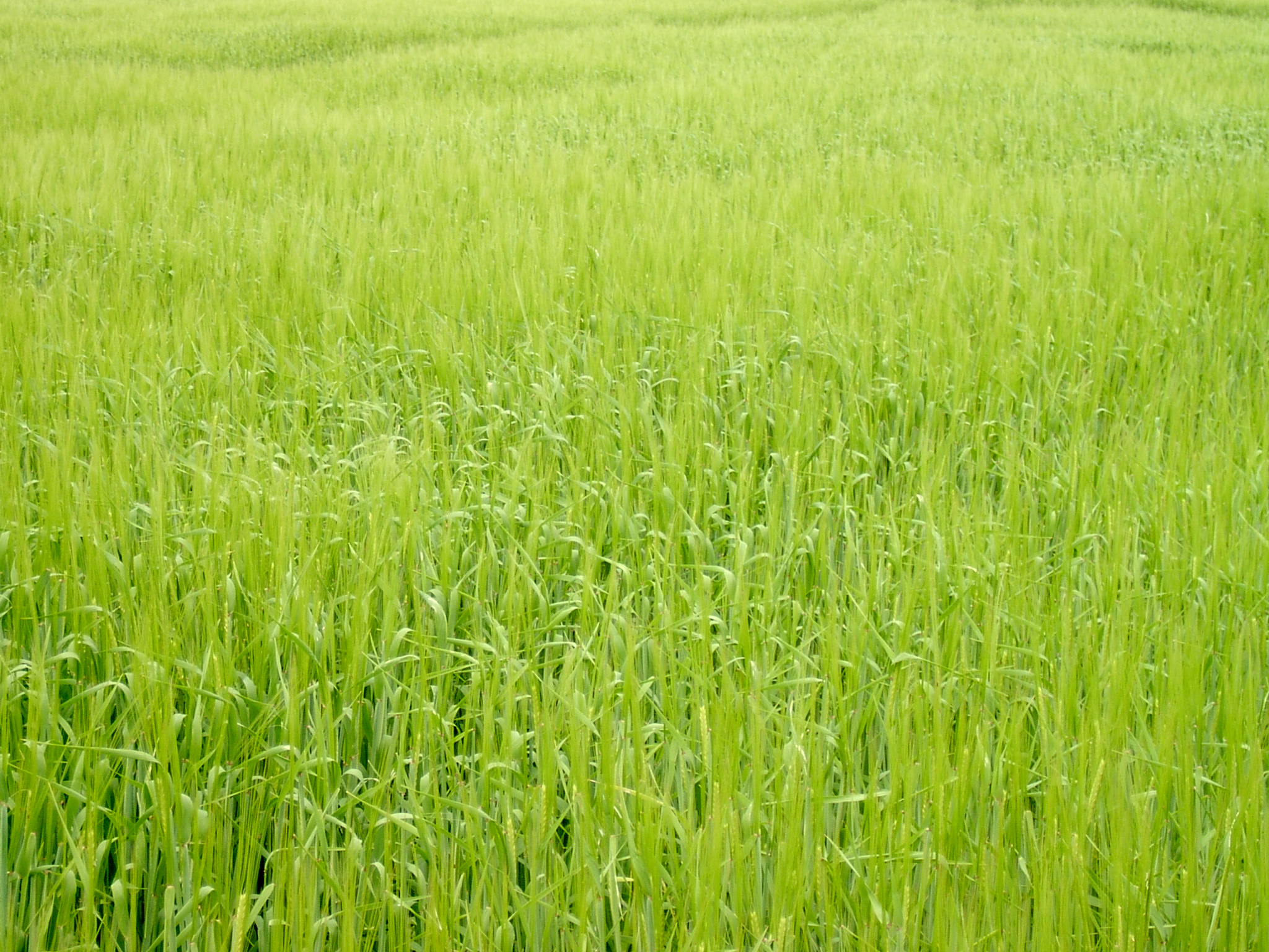 Vårbyg lige skredet2.JPG