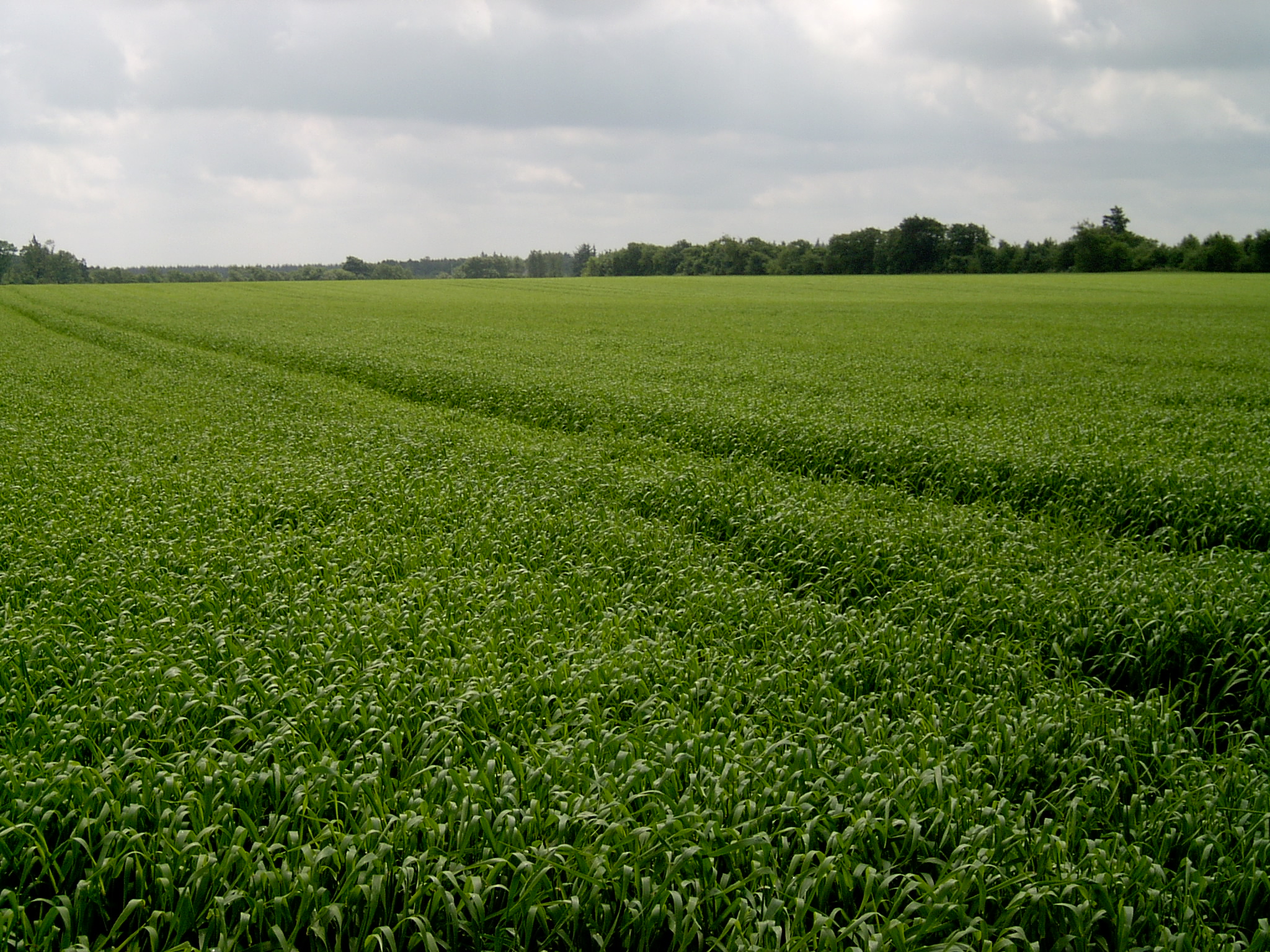 Kraftig vårbyg.JPG (1)