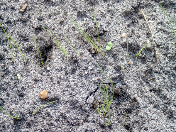 Frøgræs efterår ukrudt3.jpg