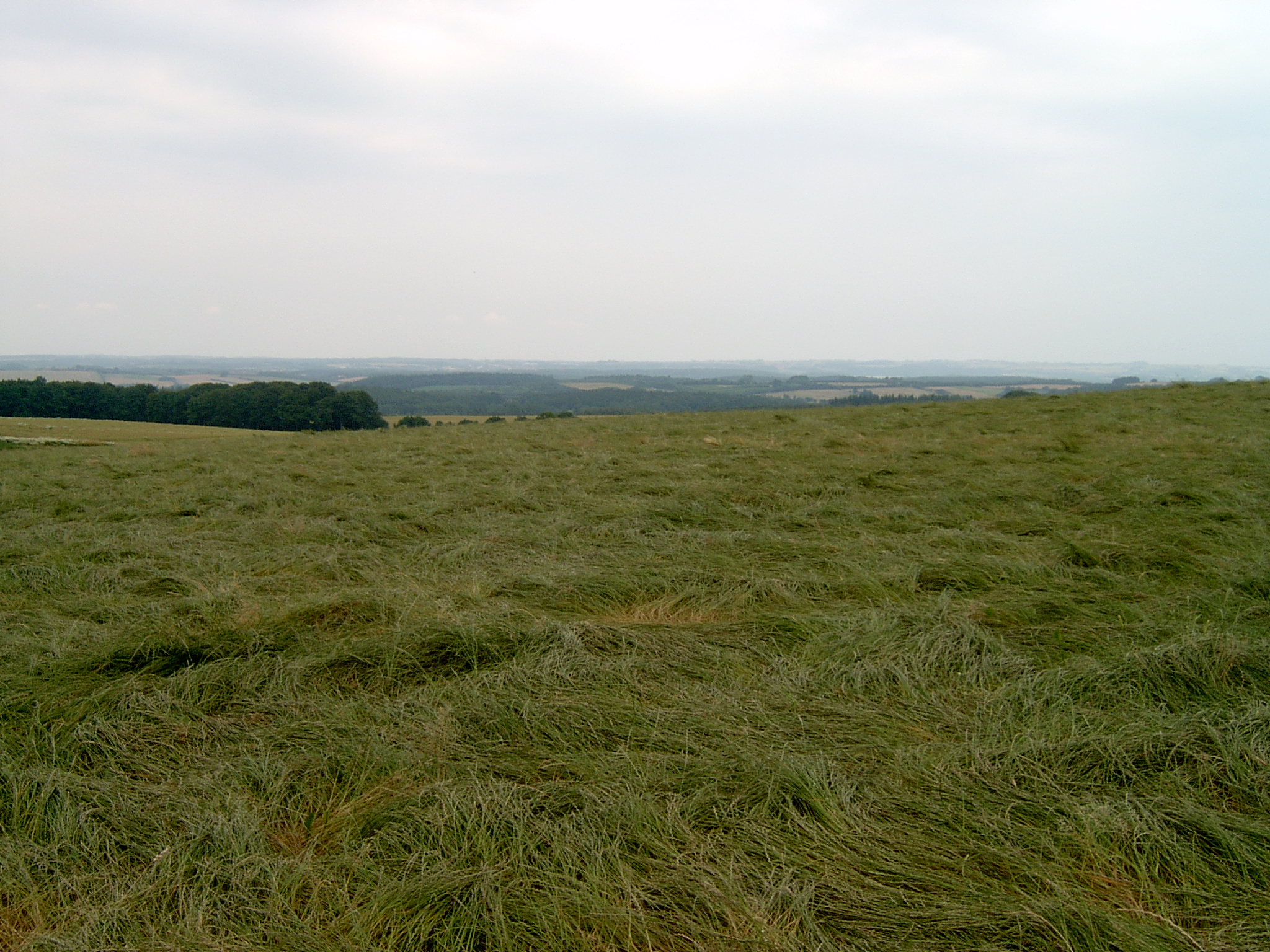 Frøgræs i leje2.JPG